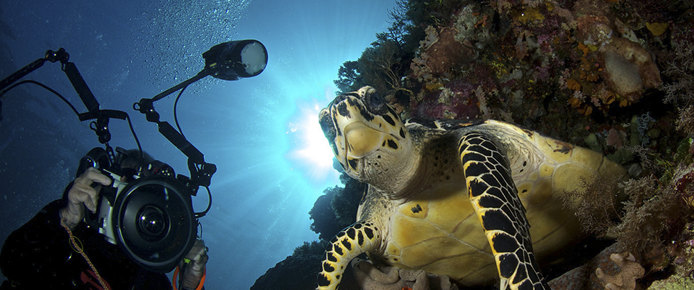 liquid motion film - best underwater film ever - the diver
